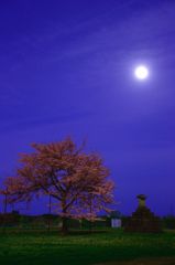 Last sakura