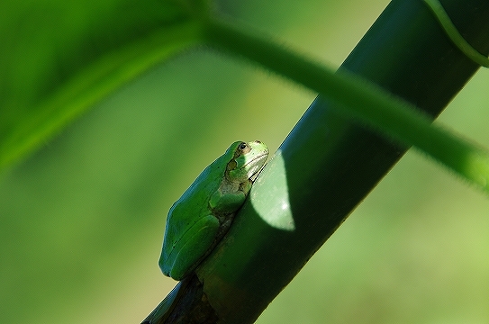 かえる