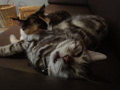 ここか？ここがええのんか？