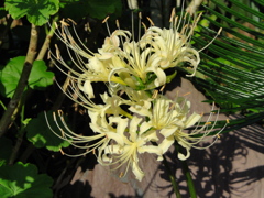 DSC00501