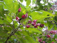 DSC00491
