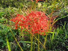 DSC00502