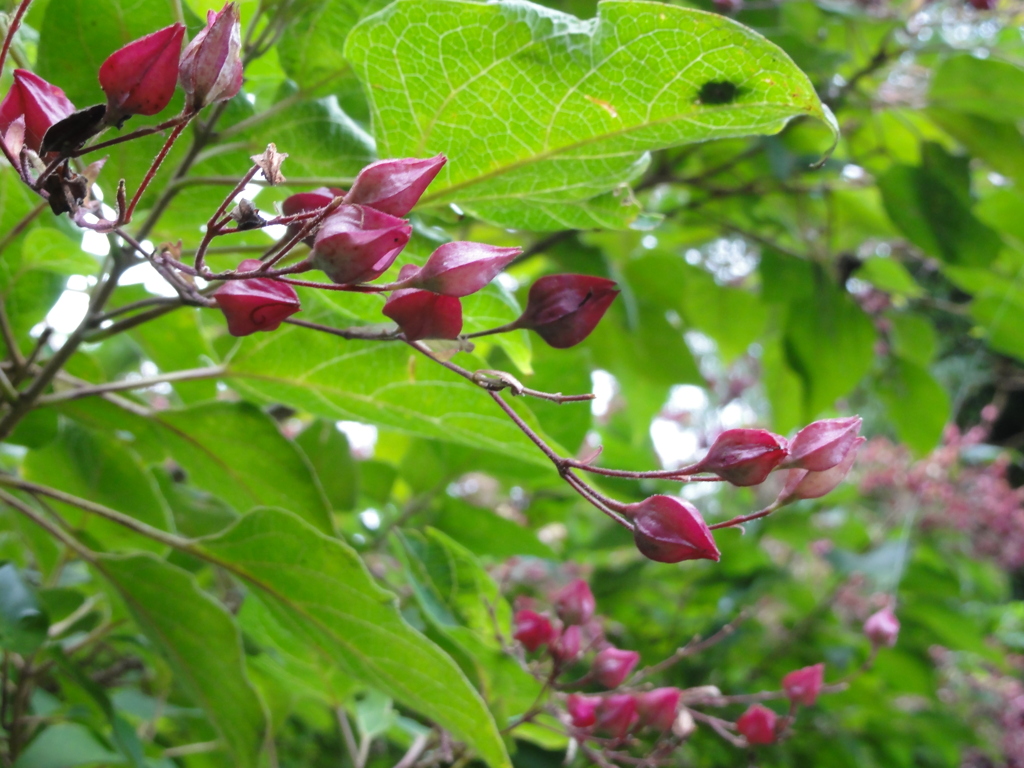 DSC00492