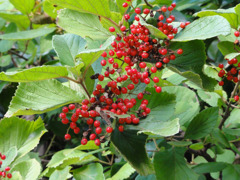 DSC00693