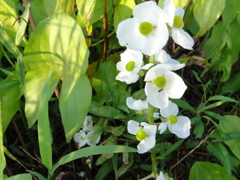 沢潟（おもだか）の花