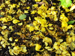 DSC00499