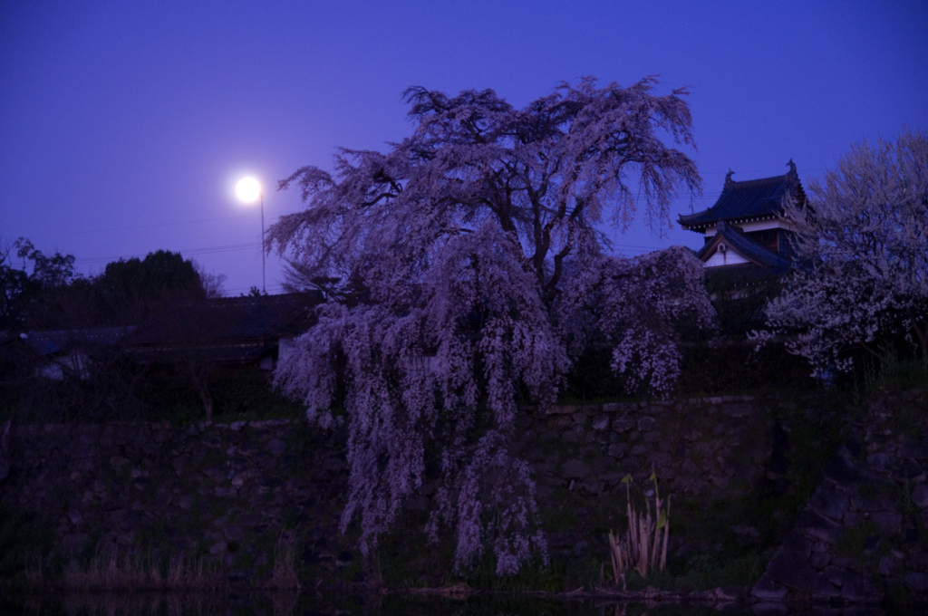 大和郡山城　追手向櫓と枝垂れ桜 　かかる満月　