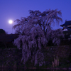 大和郡山城　追手向櫓と枝垂れ桜 　かかる満月　