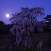 大和郡山城　追手向櫓と枝垂れ桜 　かかる満月　