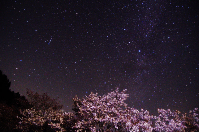 奈良最後の桜とこと座流星群