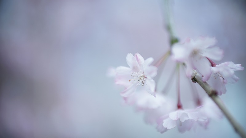 Milky