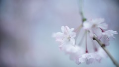 Milky