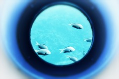 Fish Eye