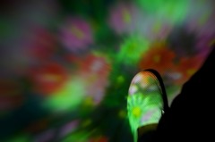 Flowers bloom in my shoes