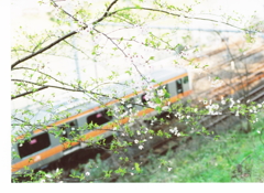 桜のある風景2