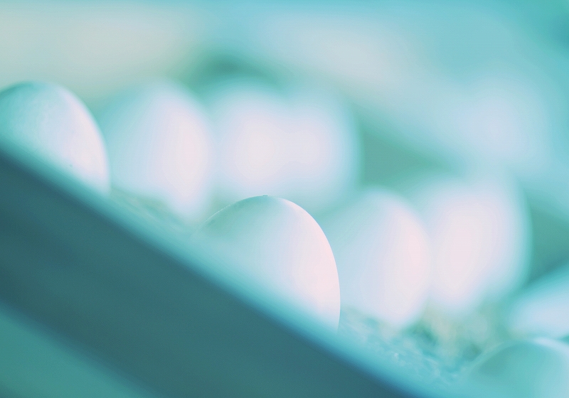 eggs
