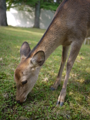 奈良公園