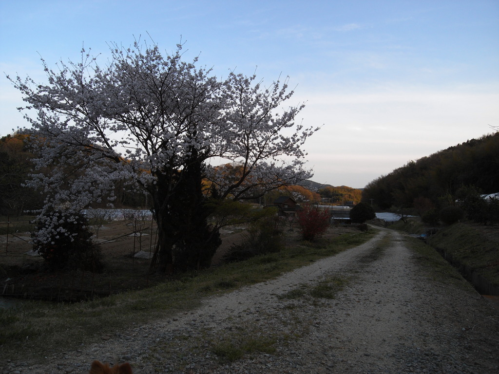 田舎道に咲く桜の老木（・ｗ・）
