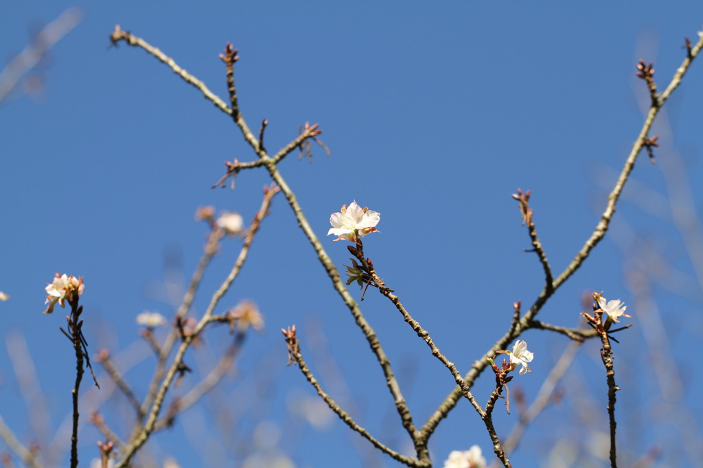 ヤマザクラ