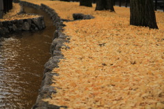 堀川のイチョウ並木