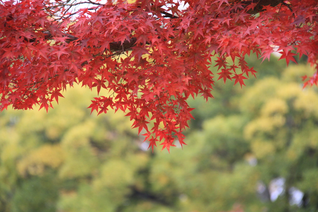紅葉
