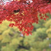 紅葉