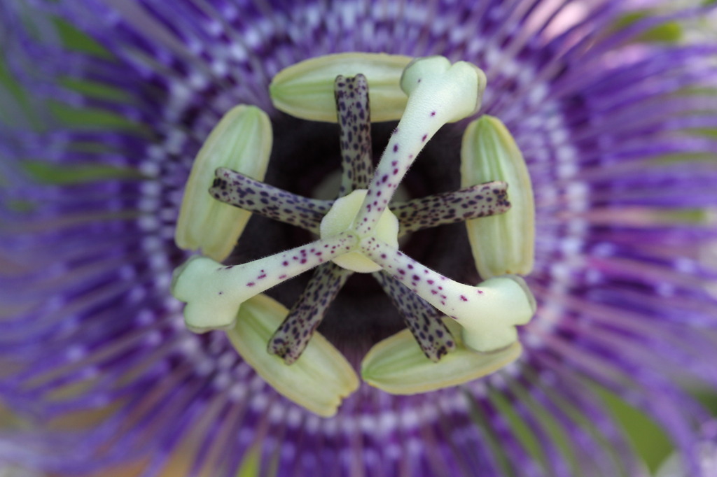 パッシフローラ