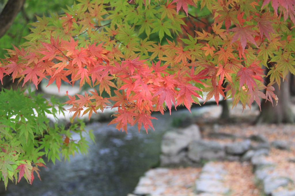 紅葉