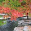 紅葉