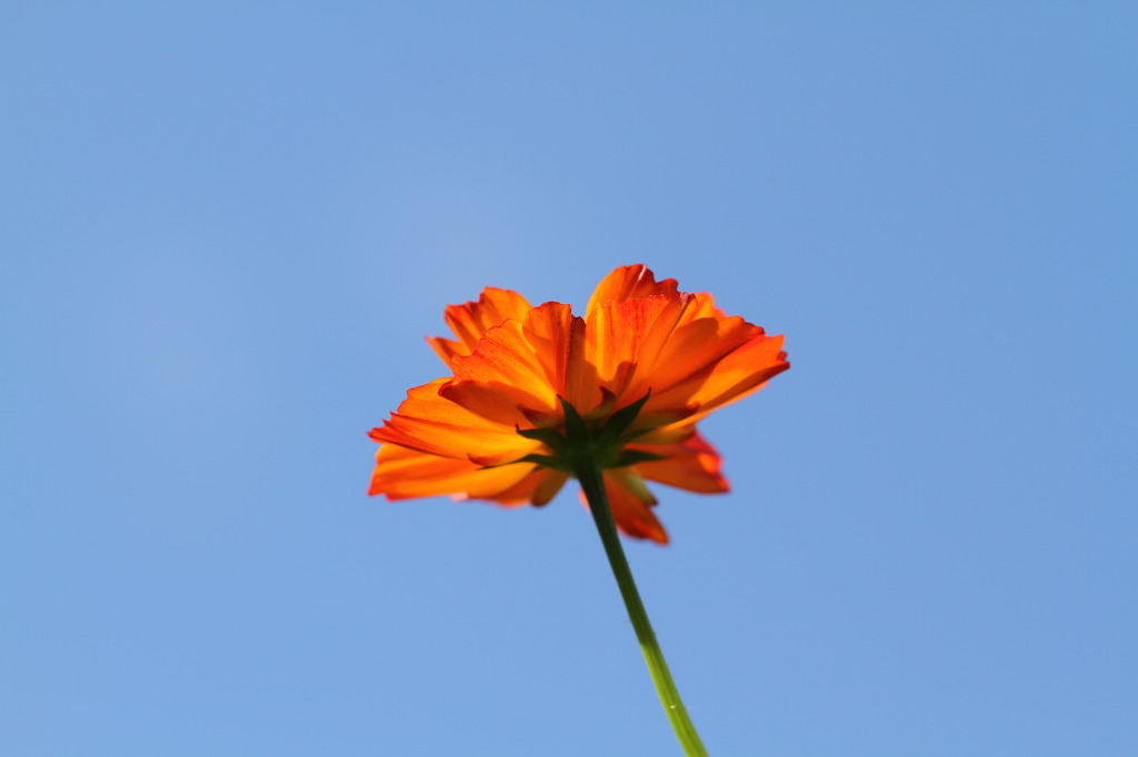 ヒャクニチソウ