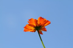 ヒャクニチソウ