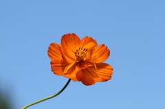 太陽に向かって