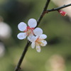梅林