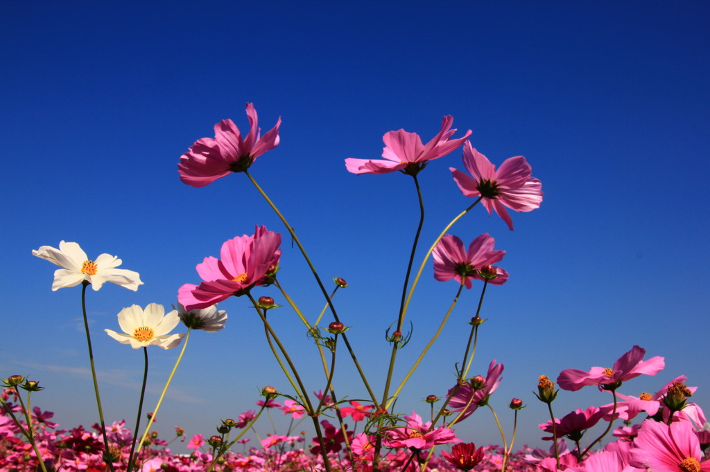 秋桜