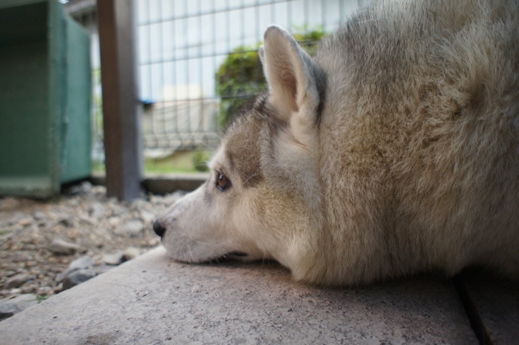 たそがれハスキー