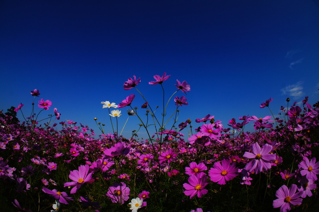 秋桜