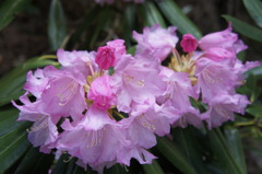 石楠花