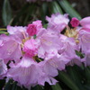 石楠花