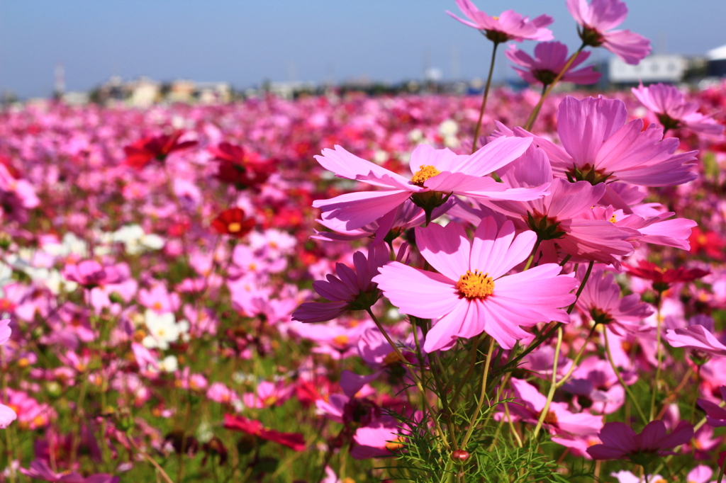 秋桜