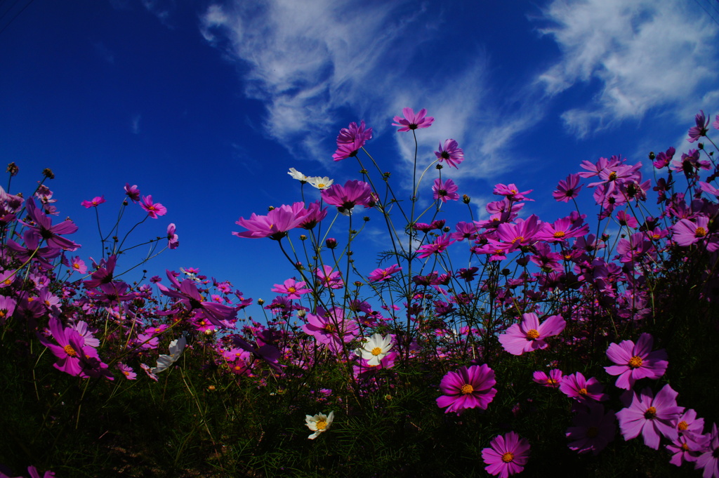 秋桜