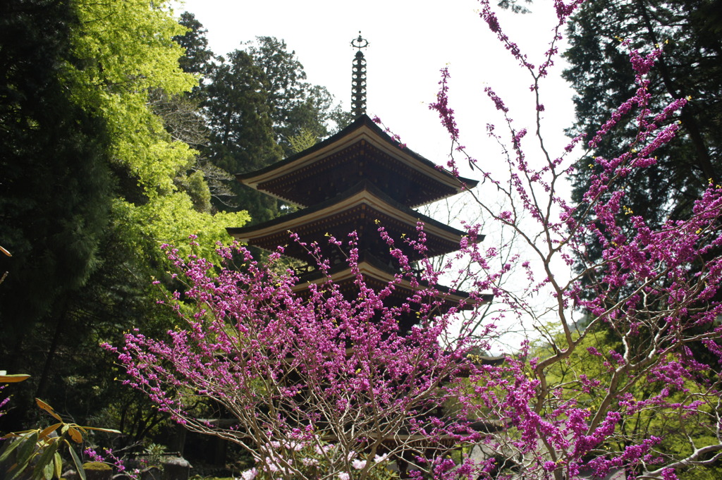 室生寺