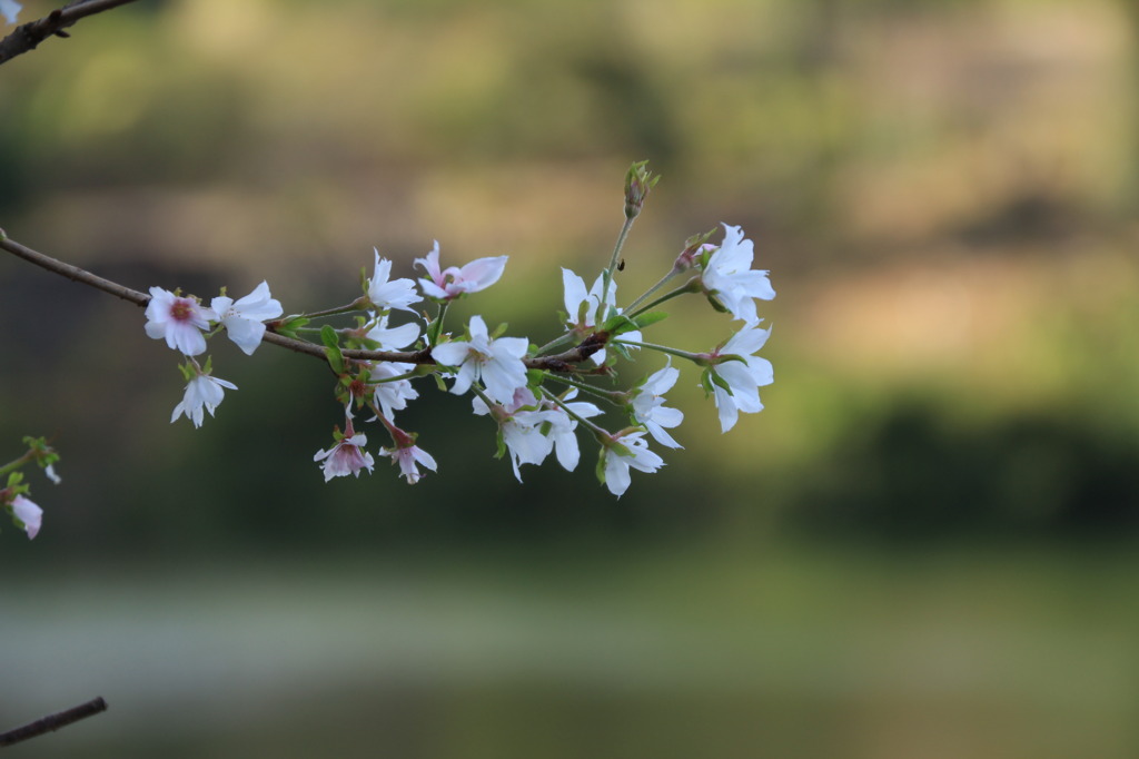 寒桜
