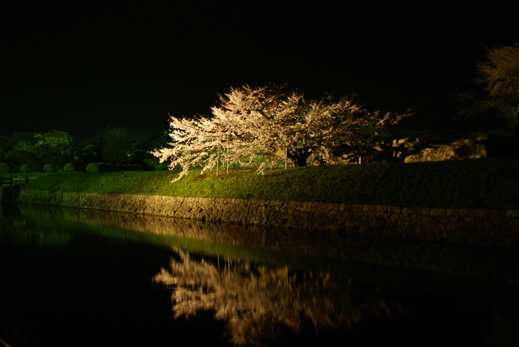 妖桜