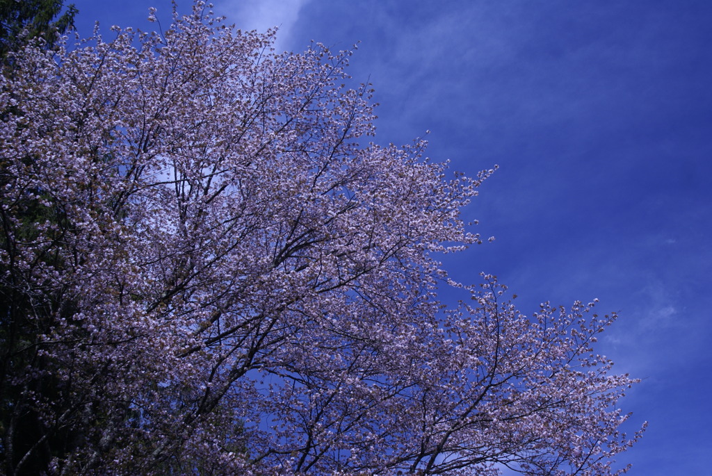 空高く桜