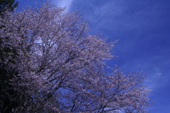 空高く桜