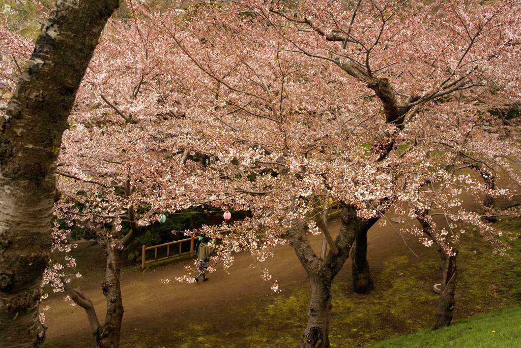 SAKURA２０１２