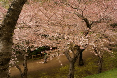 SAKURA２０１２