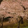 SAKURA２０１２