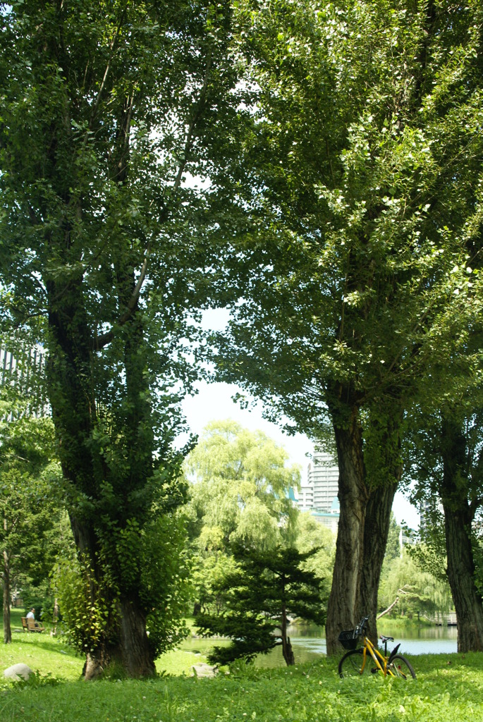 木陰