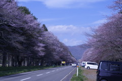 静内二十間道路の桜　